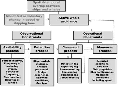 Active Whale Avoidance by Large Ships: Components and Constraints of a Complementary Approach to Reducing Ship Strike Risk